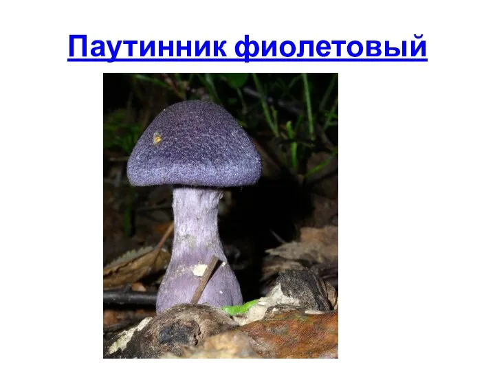 Паутинник фиолетовый