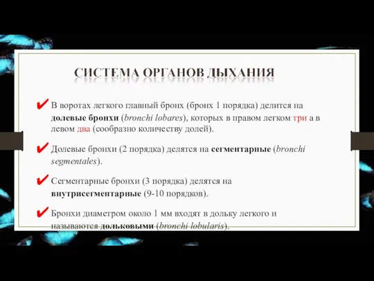 В воротах легкого главный бронх (бронх 1 порядка) делится на долевые бронхи