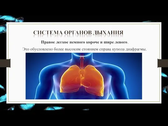 Правое легкое немного короче и шире левого. Это обусловлено более высоким стоянием справа купола диафрагмы.