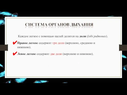 Каждое легкое с помощью щелей делится на доли (lobi pulmones). Правое легкое