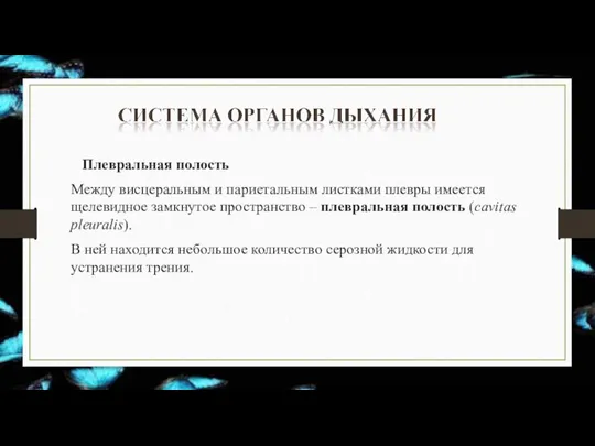 Плевральная полость Между висцеральным и париетальным листками плевры имеется щелевидное замкнутое пространство