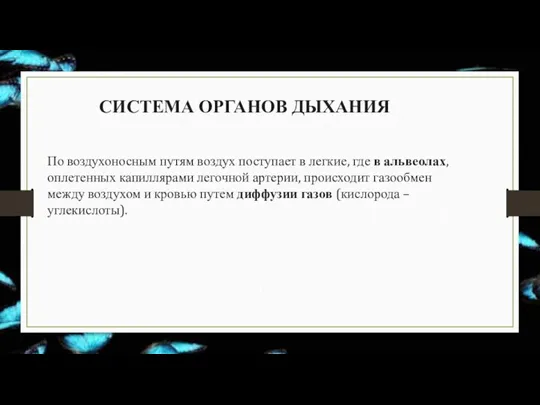 СИСТЕМА ОРГАНОВ ДЫХАНИЯ По воздухоносным путям воздух поступает в легкие, где в