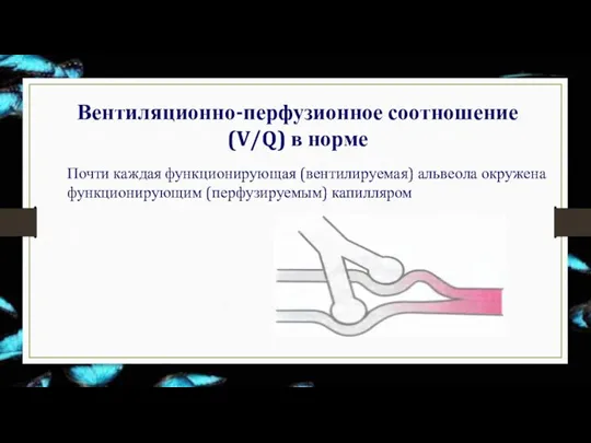 Вентиляционно-перфузионное соотношение (V/Q) в норме Почти каждая функционирующая (вентилируемая) альвеола окружена функционирующим (перфузируемым) капилляром