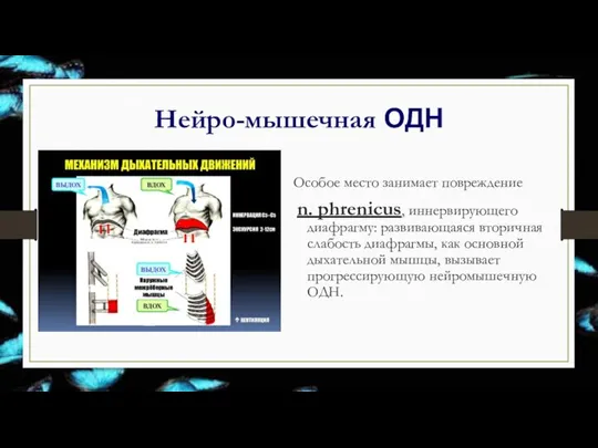 Особое место занимает повреждение n. phrenicus, иннервирующего диафрагму: развивающаяся вторичная слабость диафрагмы,