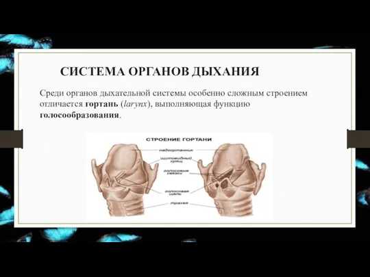 СИСТЕМА ОРГАНОВ ДЫХАНИЯ Среди органов дыхательной системы особенно сложным строением отличается гортань (larynx), выполняющая функцию голосообразования.