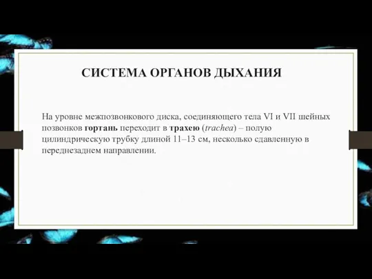 СИСТЕМА ОРГАНОВ ДЫХАНИЯ На уровне межпозвонкового диска, соединяющего тела VI и VII