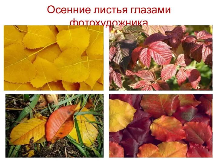 Осенние листья глазами фотохудожника