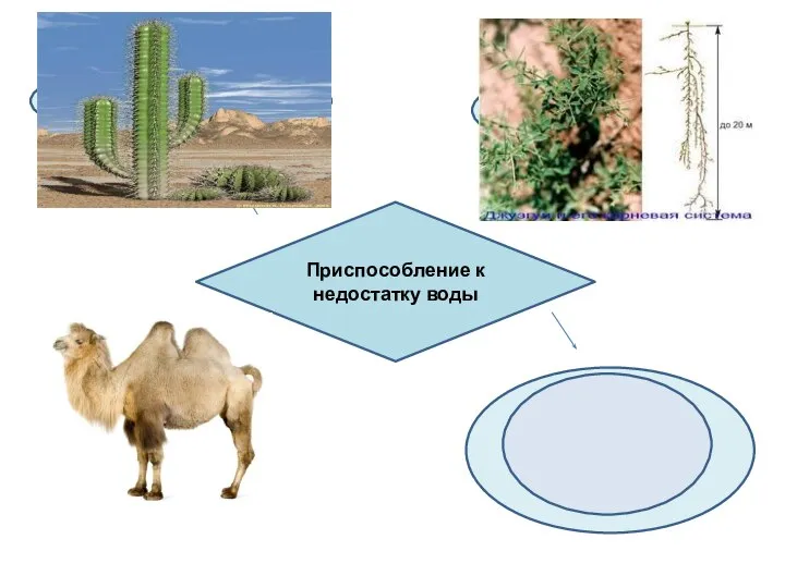Приспособление к недостатку воды Хорошо развита корневая система Накапливают воду в период