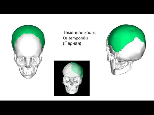 Теменная кость Os temporalis (Парная)