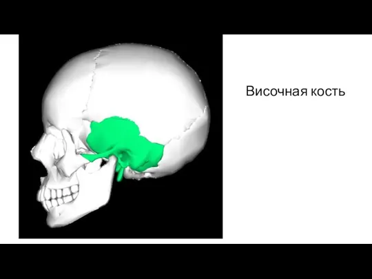 Височная кость