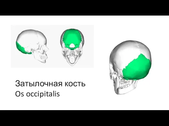 Затылочная кость Os occipitalis
