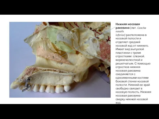 Нижняя носовая раковина (лат. Concha nasalis inferior) расположена в носовой полости и