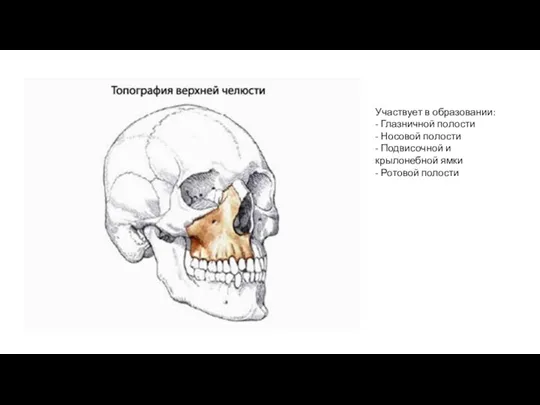 Участвует в образовании: - Глазничной полости - Носовой полости - Подвисочной и