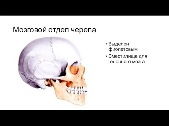 Мозговой отдел черепа Выделен фиолетовым Вместилище для головного мозга