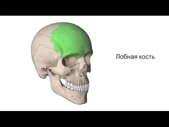 Лобная кость