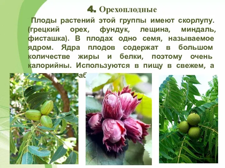 4. Орехоплодные Плоды растений этой группы имеют скорлупу. (грецкий орех, фундук, лещина,