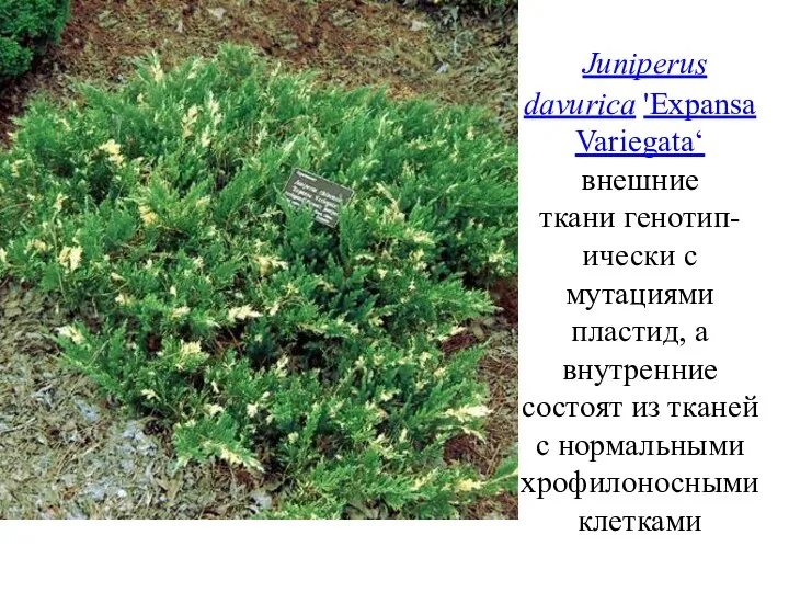 Juniperus davurica 'Expansa Variegata‘ внешние ткани генотип-ически с мутациями пластид, а внутренние