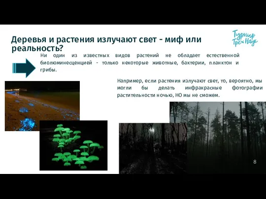 Деревья и растения излучают свет - миф или реальность? Ни один из