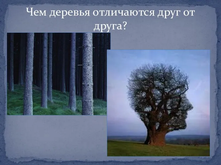 Чем деревья отличаются друг от друга?