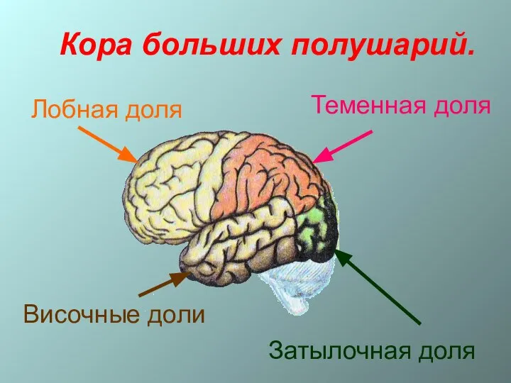 Кора больших полушарий. Лобная доля Височные доли Теменная доля Затылочная доля