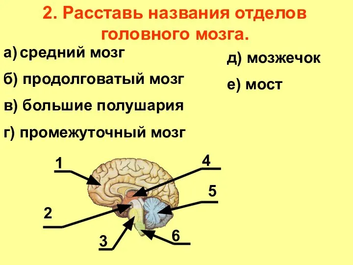 2. Расставь названия отделов головного мозга. а) средний мозг б) продолговатый мозг