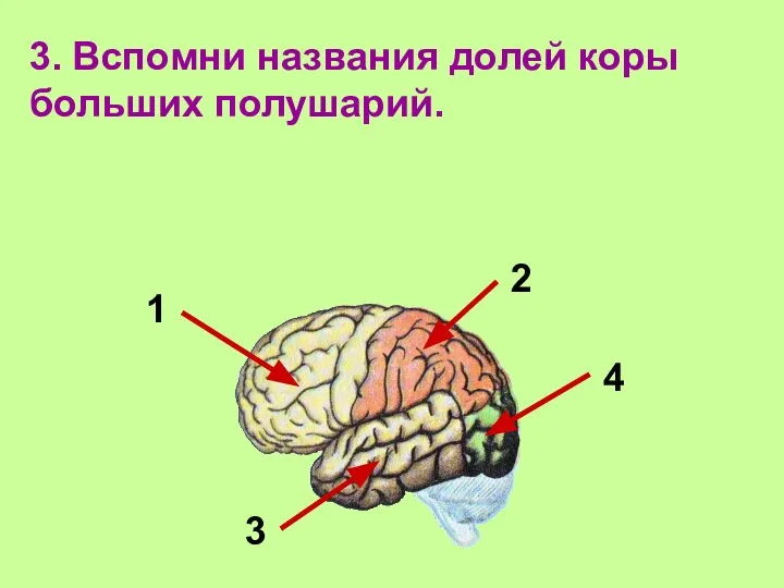 3. Вспомни названия долей коры больших полушарий. 1 2 3 4