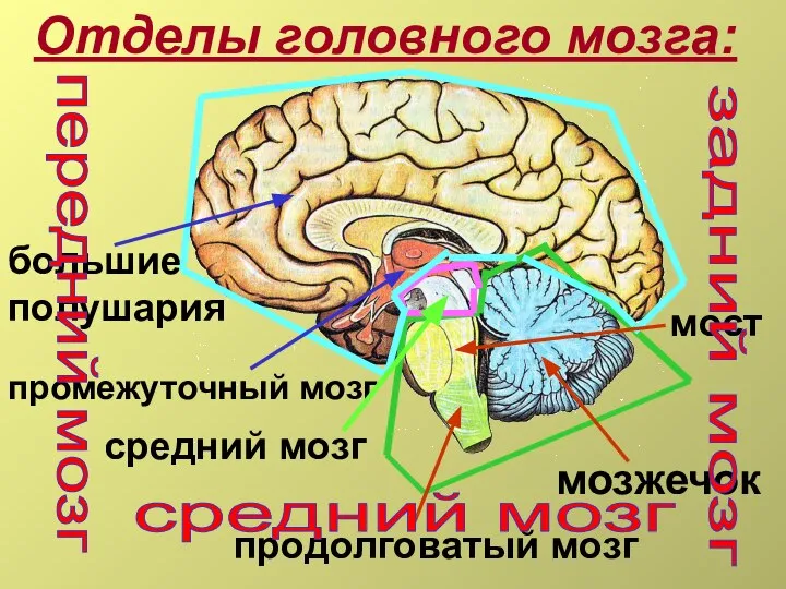 Отделы головного мозга: мозжечок средний мозг продолговатый мозг большие полушария мост промежуточный