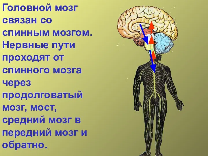 Головной мозг связан со спинным мозгом. Нервные пути проходят от спинного мозга