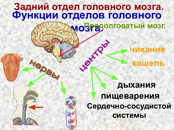 Функции отделов головного мозга. Задний отдел головного мозга. Продолговатый мозг. чихание кашель