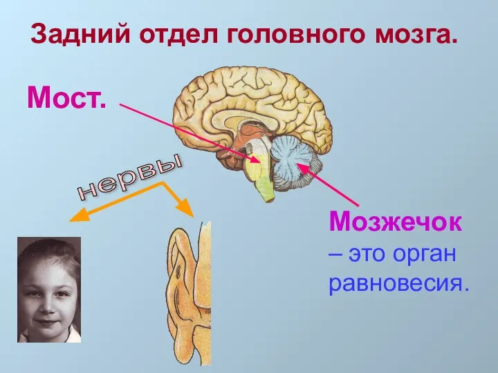 Задний отдел головного мозга. Мост. нервы Мозжечок – это орган равновесия.