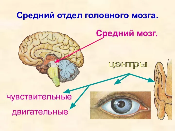 Средний отдел головного мозга. Средний мозг. центры чувствительные двигательные