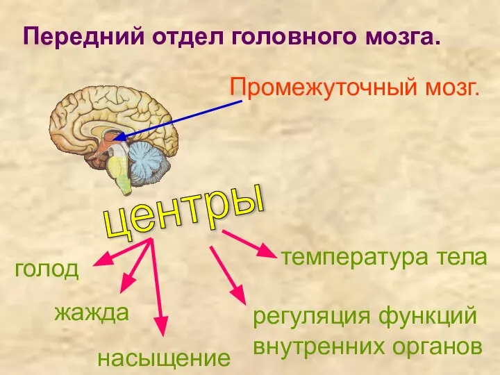 Передний отдел головного мозга. Промежуточный мозг. голод жажда насыщение температура тела регуляция функций внутренних органов центры