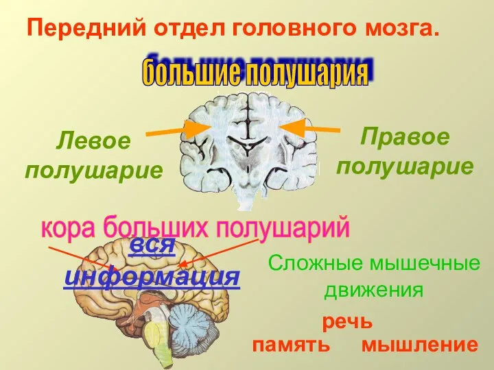 Передний отдел головного мозга. кора больших полушарий большие полушария Правое полушарие Левое