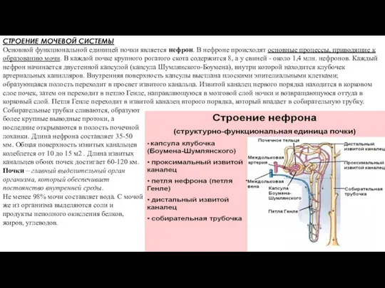 СТРОЕНИЕ МОЧЕВОЙ СИСТЕМЫ Основной функциональной единицей почки является нефрон. В нефроне происходят