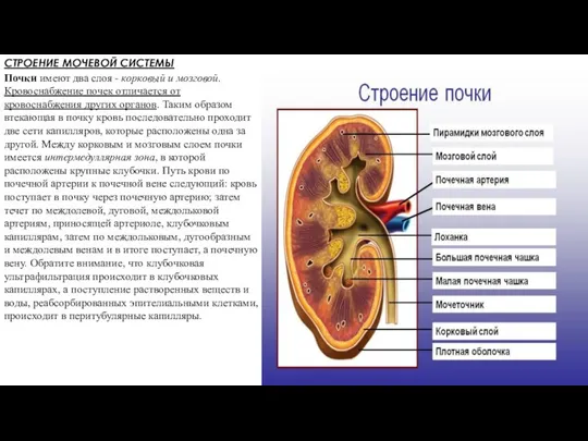 СТРОЕНИЕ МОЧЕВОЙ СИСТЕМЫ Почки имеют два слоя - корковый и мозговой. Кровоснабжение