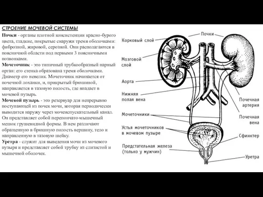 СТРОЕНИЕ МОЧЕВОЙ СИСТЕМЫ Почки - органы плотной консистенции красно-бурого цвета, гладкие, покрытые