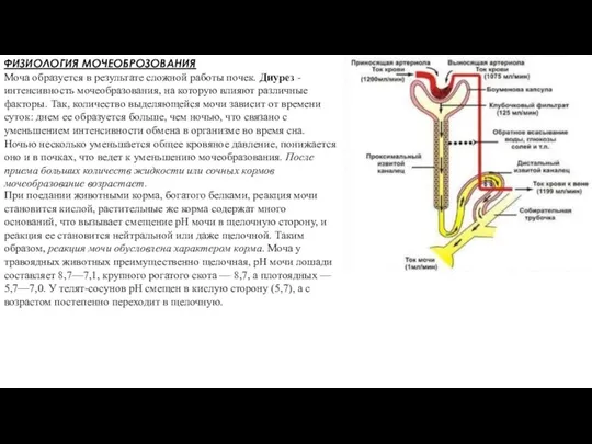 ФИЗИОЛОГИЯ МОЧЕОБРОЗОВАНИЯ Моча образуется в результате сложной работы почек. Диурез - интенсивность