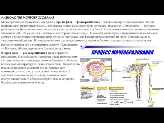 ФИЗИОЛОГИЯ МОЧЕОБРОЗОВАНИЯ Мочеобразование протекает в две фазы. Первая фаза — фильтрационная .