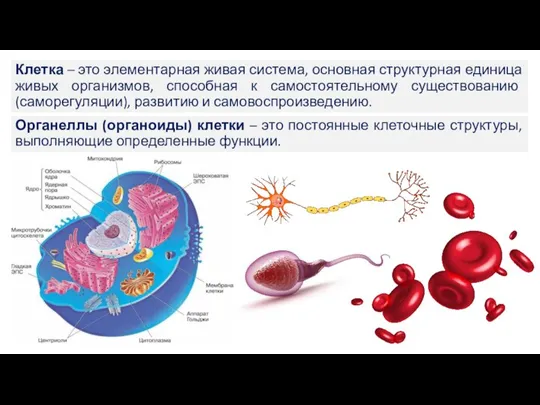 Клетка – это элементарная живая система, основная структурная единица живых организмов, способная