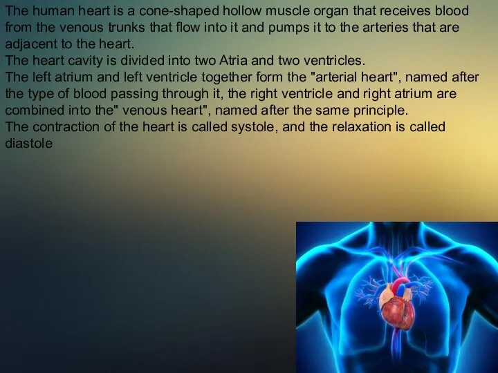 The human heart is a cone-shaped hollow muscle organ that receives blood