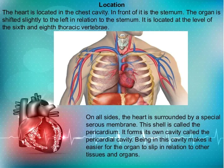 Location The heart is located in the chest cavity. In front of