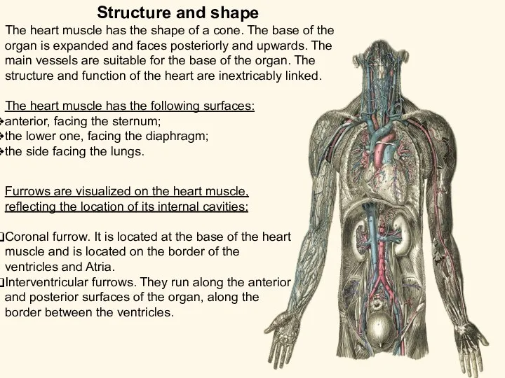 Structure and shape The heart muscle has the shape of a cone.