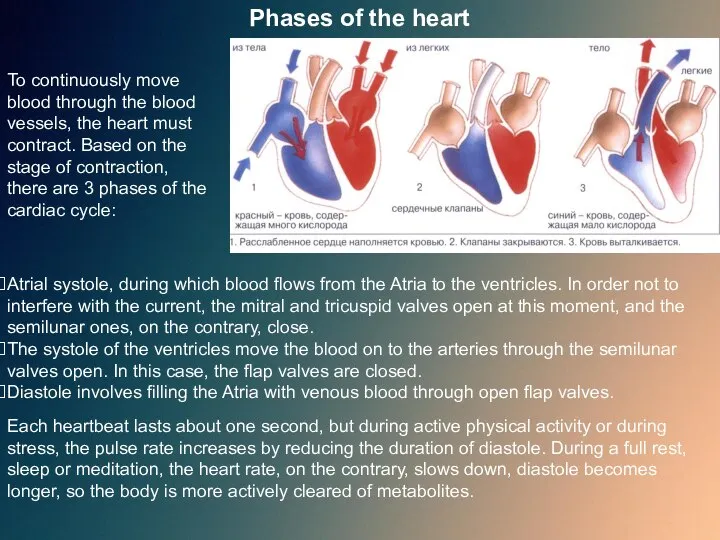 Phases of the heart To continuously move blood through the blood vessels,