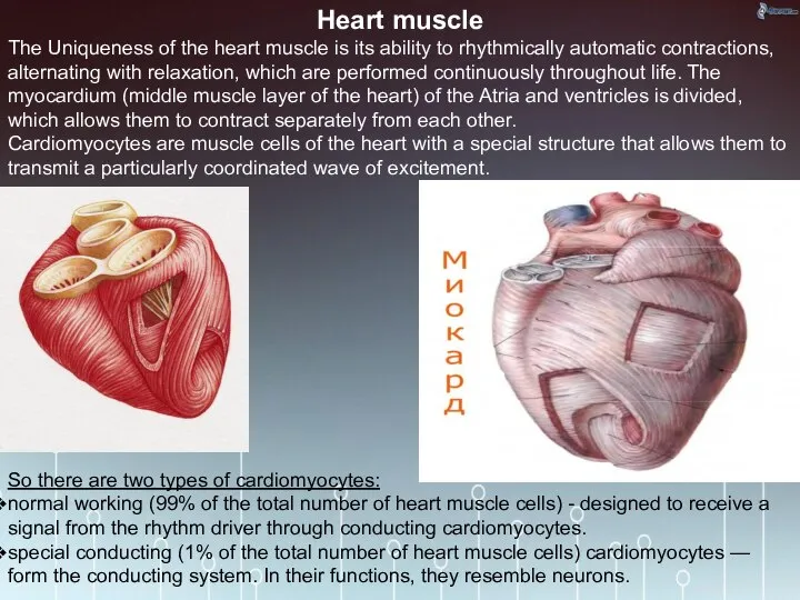 Heart muscle The Uniqueness of the heart muscle is its ability to