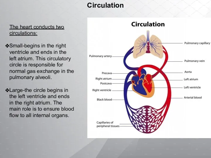 Circulation The heart conducts two circulations: Small-begins in the right ventricle and