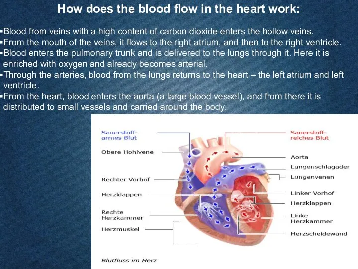 How does the blood flow in the heart work: Blood from veins