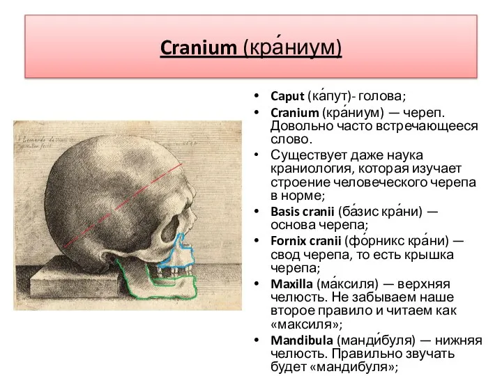 Cranium (кра́ниум) Caput (ка́пут)- голова; Cranium (кра́ниум) — череп. Довольно часто встречающееся