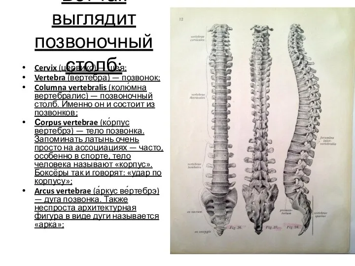 Вот так выглядит позвоночный столб: Cervix (це́рвикс) — шея; Vertebra (ве́ртебра) —