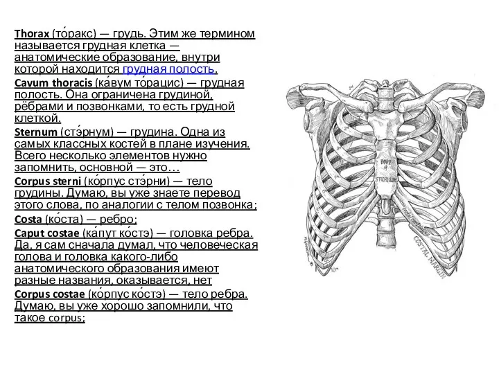 Thorax (то́ракс) — грудь. Этим же термином называется грудная клетка — анатомические