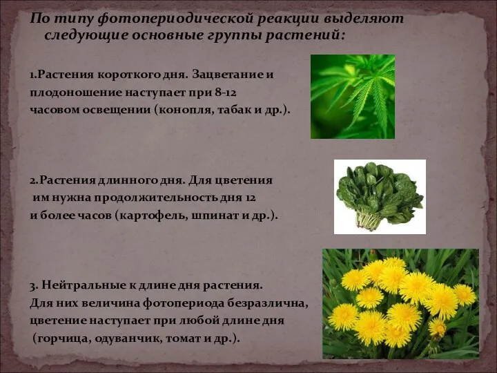 По типу фотопериодической реакции выделяют следующие основные группы растений: 1.Растения короткого дня.